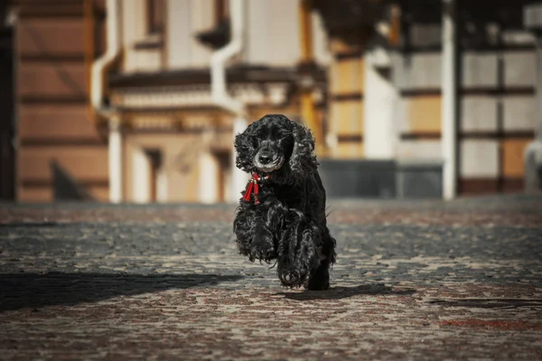 Perro spaniel negro en el paisaje de la ciudad — Foto de Stock