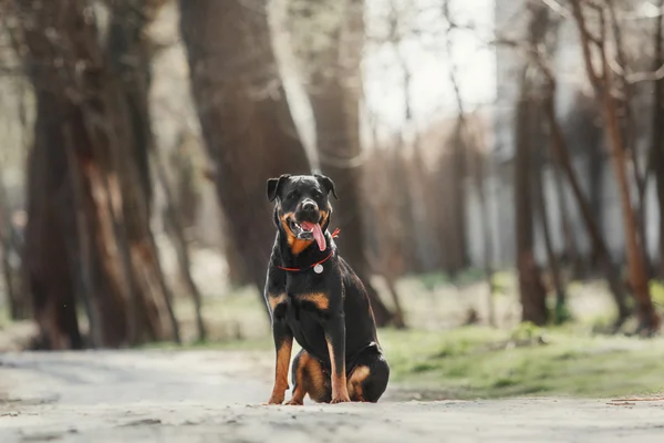 Retrato de perro Rottweiler —  Fotos de Stock