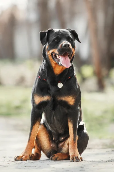 Portræt af Rottweiler hund - Stock-foto