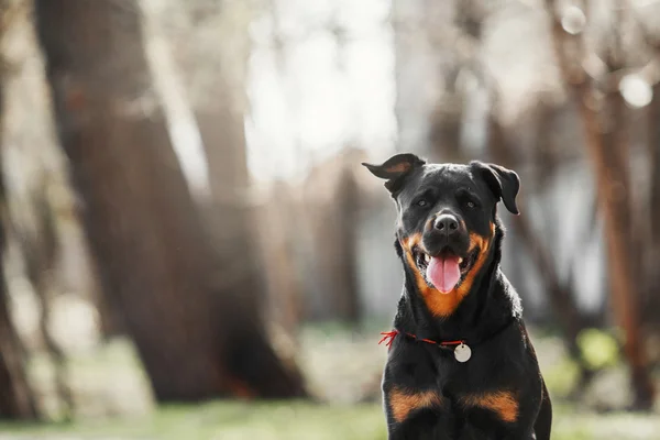 Retrato de perro Rottweiler — Foto de Stock