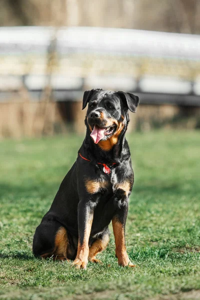 Portret psa rottweiler — Zdjęcie stockowe