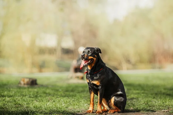 Ritratto di cane Rottweiler — Foto Stock