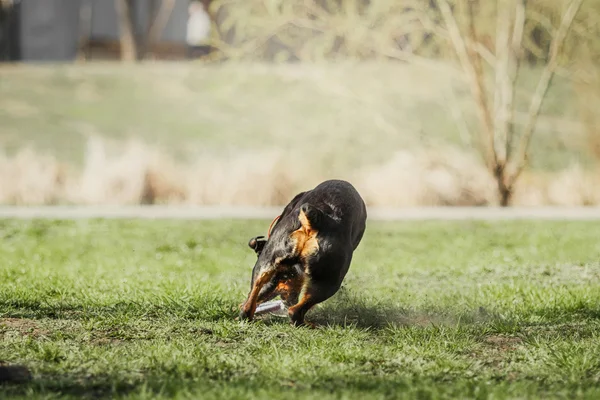 Correndo cão Rottweiler — Fotografia de Stock