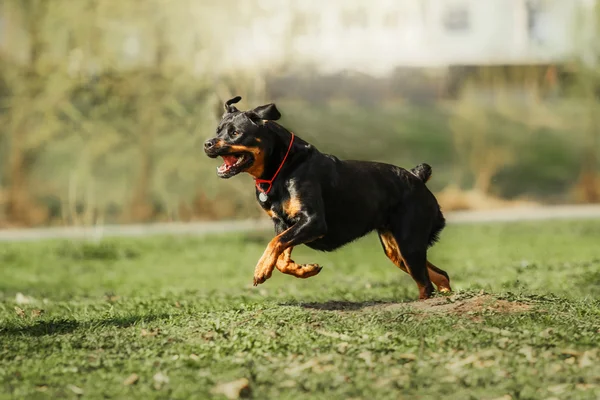 Correr perro Rottweiler — Foto de Stock