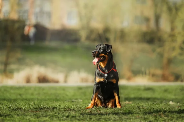 Retrato de perro Rottweiler —  Fotos de Stock