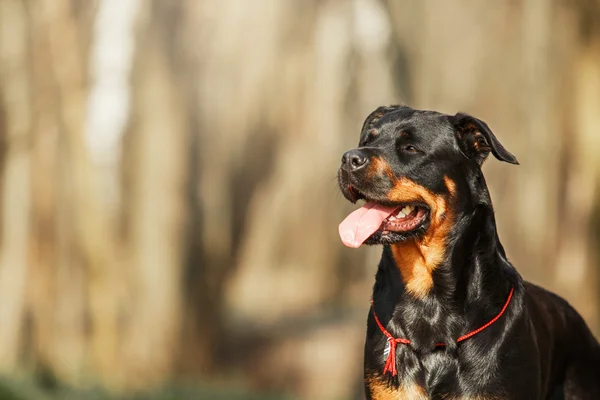 ロットワイラー犬の肖像画 — ストック写真