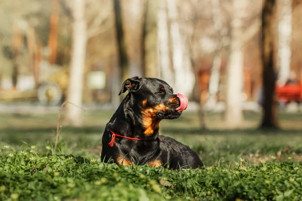 Ротвейлер портрет собаки — стокове фото
