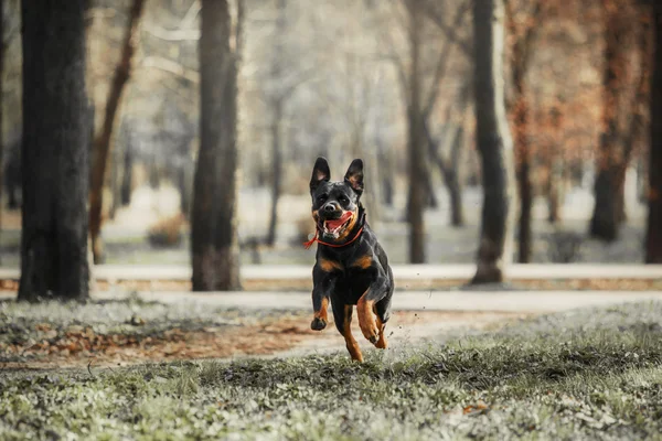 Lopende Rottweiler hond — Stockfoto