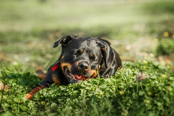 Retrato de perro Rottweiler — Foto de Stock