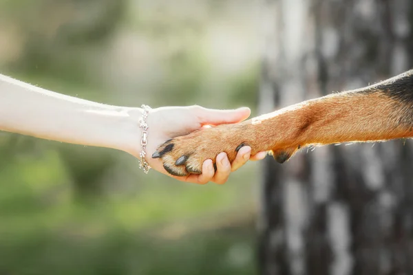 Hond poot en vrouw hand — Stockfoto