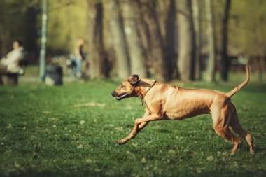 Çimenlerin üzerinde oynarken güzel köpek Rodezya ridgeback tazı