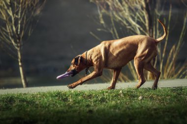 Çimenlerin üzerinde oynarken güzel köpek Rodezya ridgeback tazı