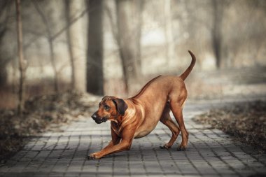 Güzel köpek Rodezya ridgeback tazı açık havada. Köpek komutları alır.