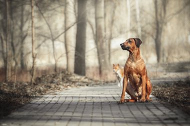 Güzel köpek Rodezya ridgeback tazı açık havada. Köpek komutları alır.