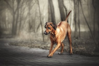 Güzel köpek Rodezya ridgeback tazı açık havada. Köpek komutları alır.