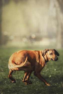 Güzel köpek Rodezya ridgeback tazı açık havada. Köpek komutları alır.