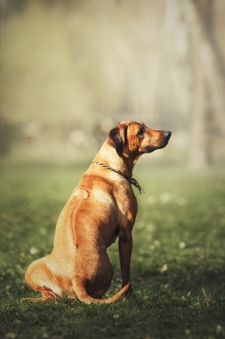 Güzel köpek Rodezya ridgeback tazı açık havada. Köpek komutları alır.