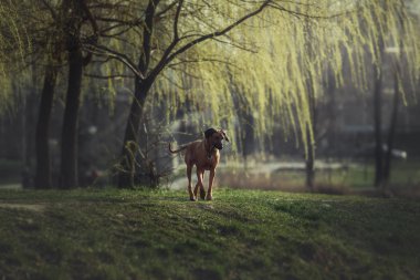Güzel köpek Rodezya ridgeback tazı açık havada. Köpek komutları alır.