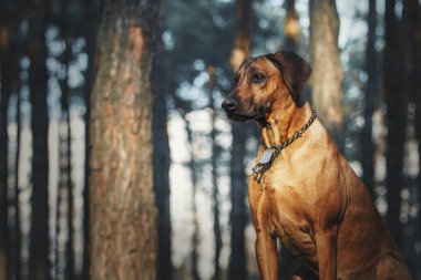 Güzel köpek Rodezya ridgeback tazı açık havada. Köpek komutları alır.