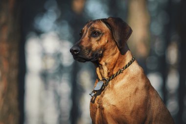 Güzel köpek Rodezya ridgeback tazı açık havada. Köpek komutları alır.
