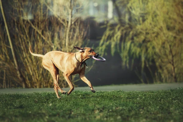 Πανέμορφο σκυλί rhodesian ridgeback κυνηγόσκυλο παίζοντας στο γρασίδι — Φωτογραφία Αρχείου