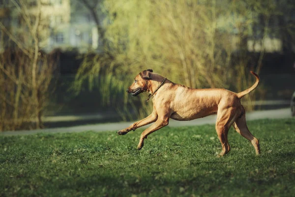 Çimenlerin üzerinde oynarken güzel köpek Rodezya ridgeback tazı