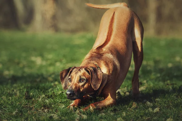 Прекрасная собака родезийская горная гончая на открытом воздухе. Собака принимает команды . — стоковое фото