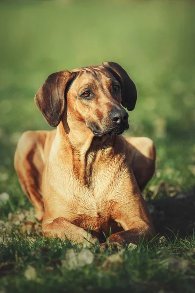 Gyönyörű kutya rhodesian ridgeback kutyát a szabadban. Kutya fog parancsok. — Stock Fotó