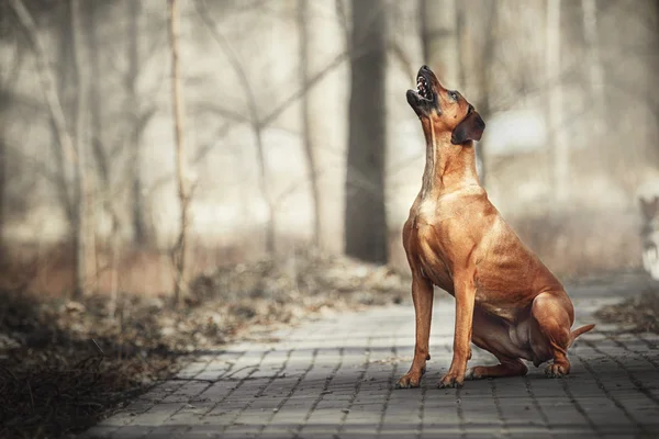 Прекрасная собака родезийская горная гончая на открытом воздухе. Собака принимает команды . — стоковое фото
