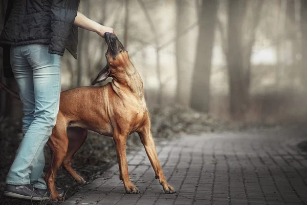Mooie hond rhodesian ridgeback hound buitenshuis. Hond neemt opdrachten. — Stockfoto