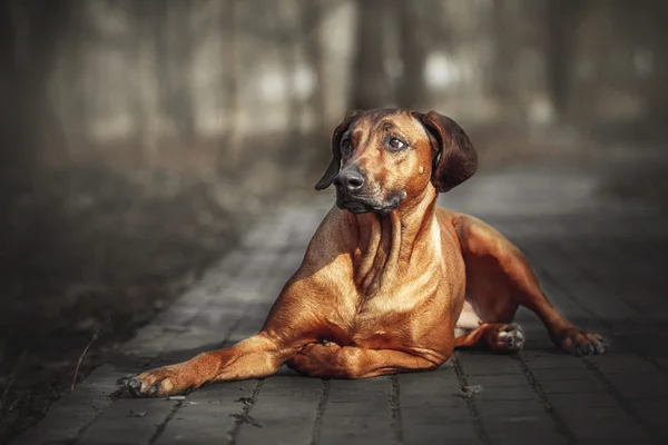 Beautiful dog rhodesian ridgeback hound outdoors. Dog takes commands. — Stock Photo, Image