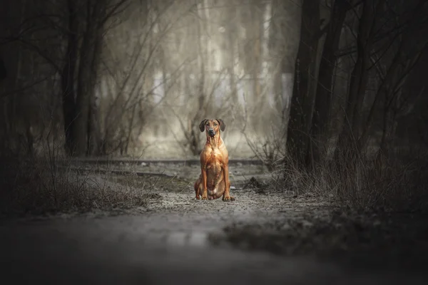 Beautiful dog rhodesian ridgeback hound outdoors. Dog takes commands. — Stock Photo, Image