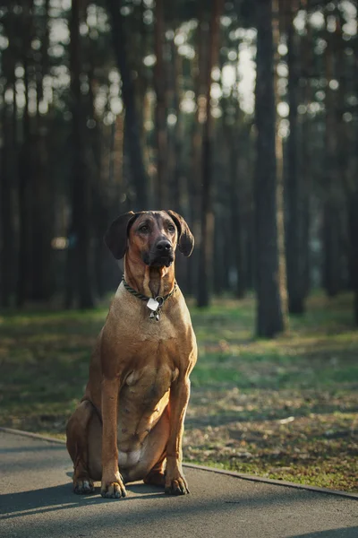 Vakker hund-rabardistisk villhund utendørs. Hunden tar befalinger . – stockfoto