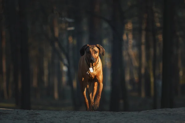 Πανέμορφο σκυλί rhodesian ridgeback κυνηγόσκυλο σε εξωτερικούς χώρους. Σκυλί παίρνει εντολές. — Φωτογραφία Αρχείου