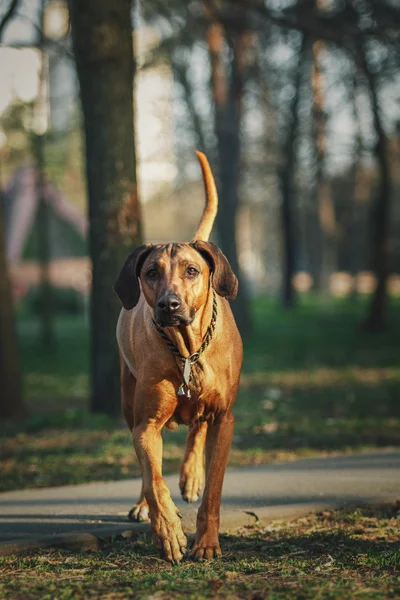 Mooie hond rhodesian ridgeback hound buitenshuis. Hond neemt opdrachten. — Stockfoto