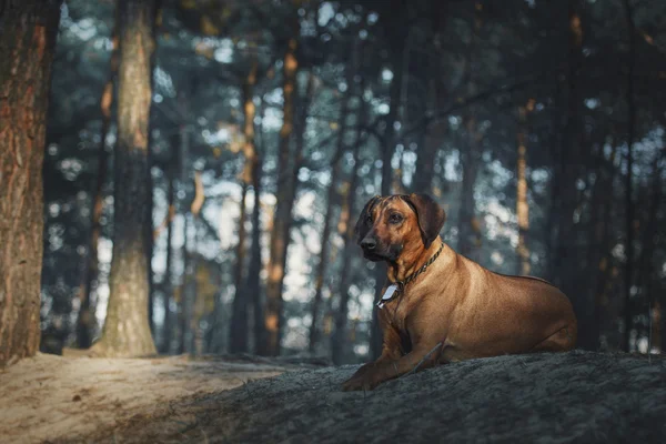 Belo cão rhodesian ridgeback cão ao ar livre. Cão recebe comandos . — Fotografia de Stock