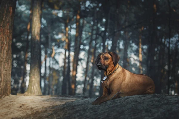 Bellissimo cane rodesiano cagnolino ridgeback all'aperto. Il cane prende i comandi . — Foto Stock