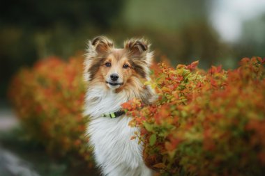 Kırmızı parlak bahar bush yakınındaki Shetland koyun. Sığınak köpek