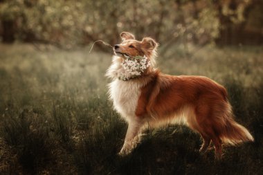 Çiçek açan bir şube günbatımında taşıyan kırmızı Shetland koyun. Sığınak köpek