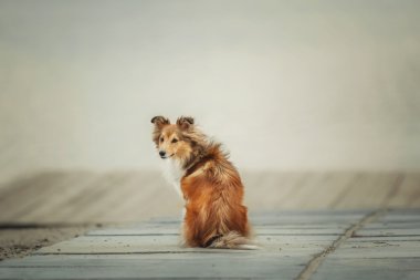 Kırmızı Shetland koyun yatak üzerinde oturuyor. Sığınak köpek bekliyor