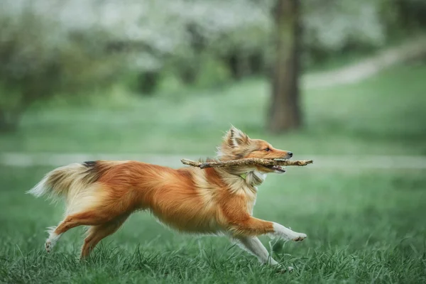 레드 셰틀랜드 제도 Sheepdog입니다. Sheltie 개 — 스톡 사진