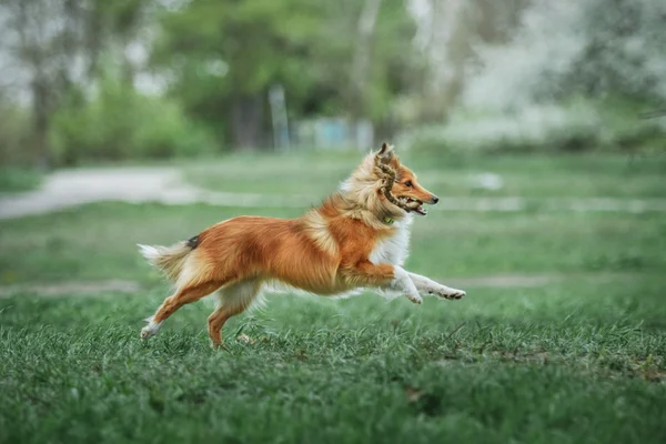 Roter Shetland-Schäferhund beim Laufen auf grünem Gras. Schutzhund — Stockfoto