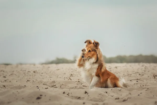 Röd Shetland Sheepdog på stranden. Sheltie hund — Stockfoto