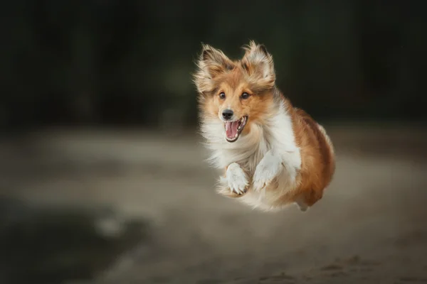Roter Shetland-Schäferhund läuft am Strand. Schutzhund — Stockfoto