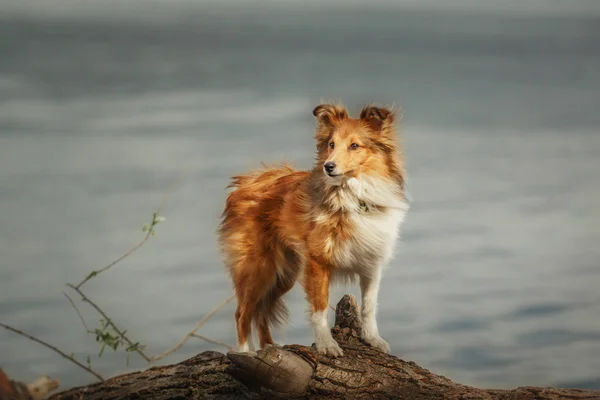 Red Shetland Sheepdog acostado en el árbol que cae en el fondo del río. Sheltie perro —  Fotos de Stock