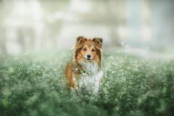 Piros shetlandi juhászkutya a virágzó virágok háttér. Menedék kutya a zöld fű — Stock Fotó