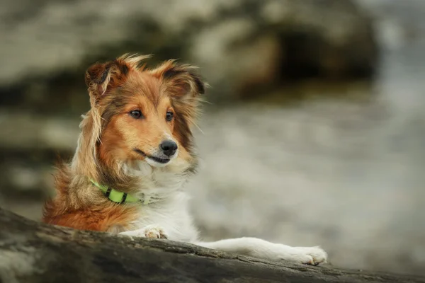 레드 셰틀랜드 제도 Sheepdog 해변에서. Sheltie 개 — 스톡 사진