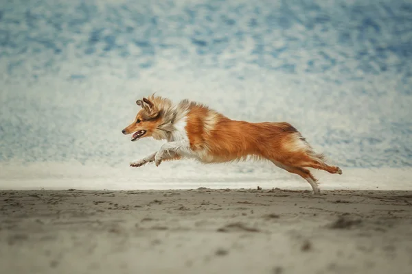 Roter Shetland-Schäferhund läuft am Strand. Schutzhund — Stockfoto