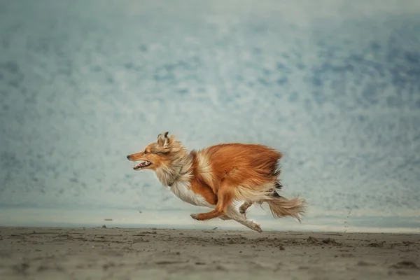 Chien de berger des Shetland rouge courant sur la plage. Sheltie chien — Photo