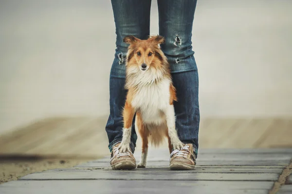 Red Shetland Sheepdog standing on the her owner feet. Sheltie dog waiting — Stock Photo, Image